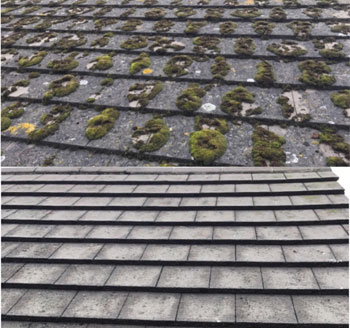 Roof Cleaning
